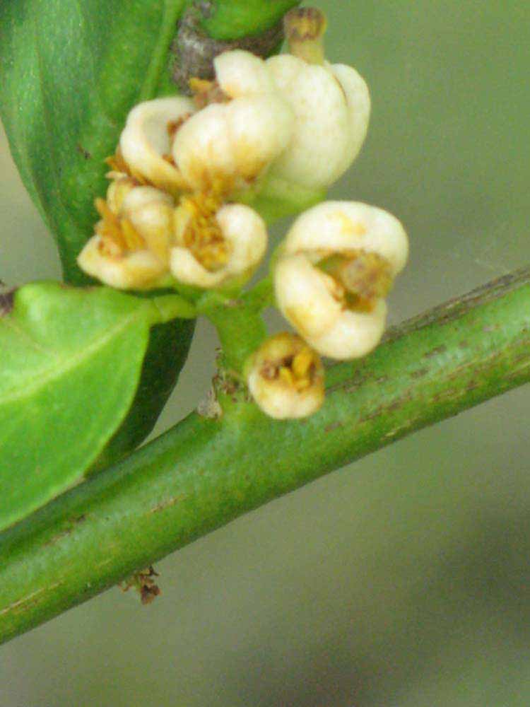            First year twig (Thornless Key lime, Winter Haven, FL)   